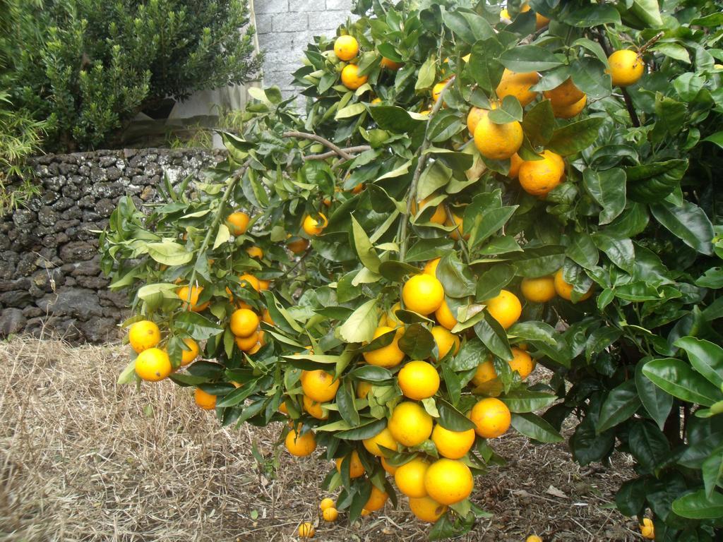 Tropical Fruit Garden Hotel Velas Luaran gambar
