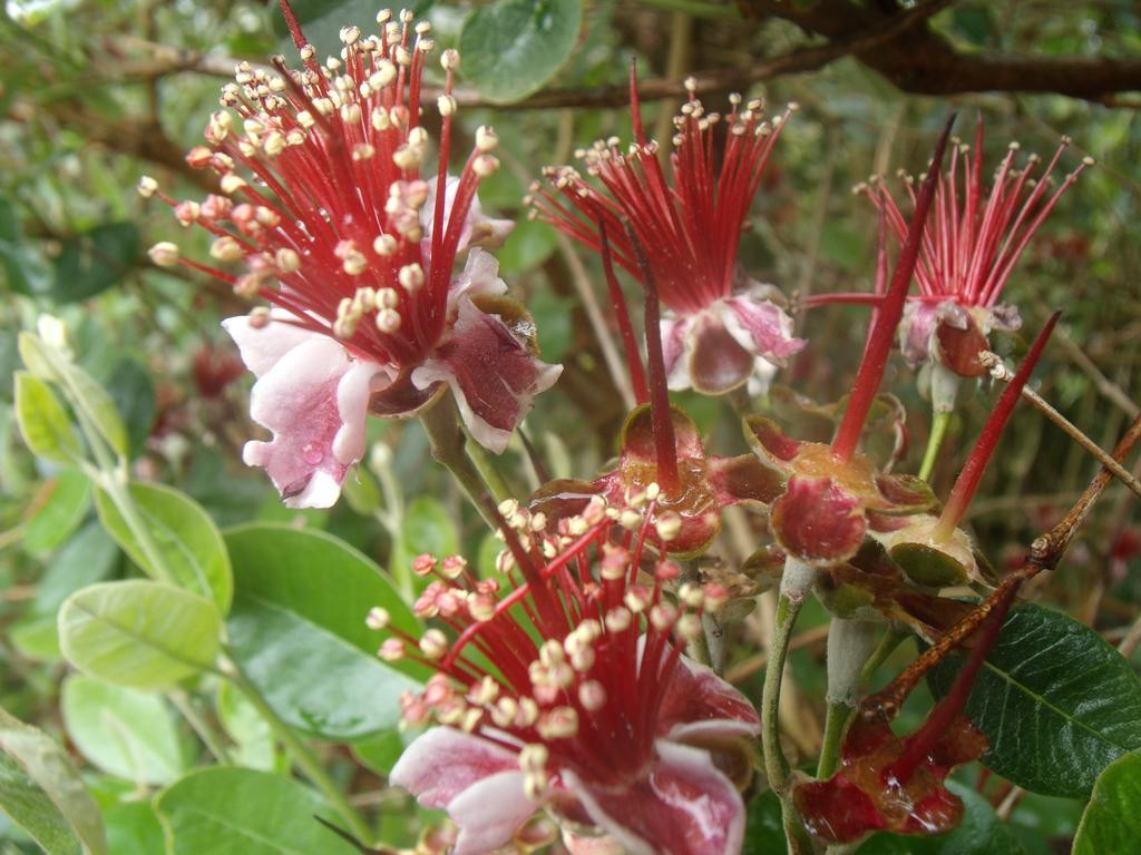 Tropical Fruit Garden Hotel Velas Luaran gambar