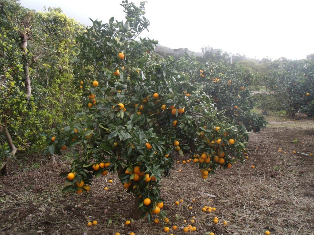 Tropical Fruit Garden Hotel Velas Luaran gambar