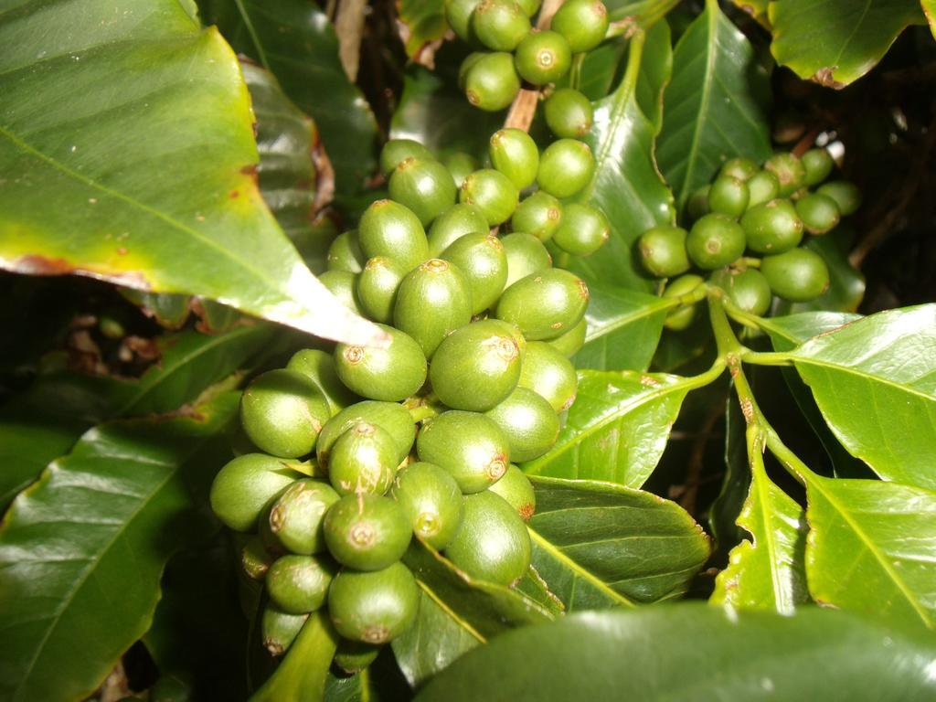 Tropical Fruit Garden Hotel Velas Luaran gambar